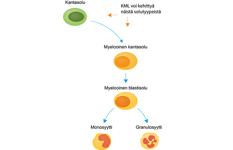 KML-kehitys